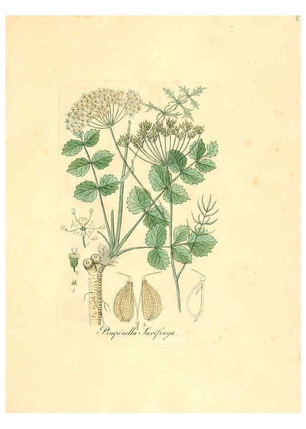 Reproducción/Reproduction 6032547130: Flora medica, oder, Abbildung der wichtigsten officinellen Pflanzen Jena,August Schmid,1831 [i.e. 1829-1831] 