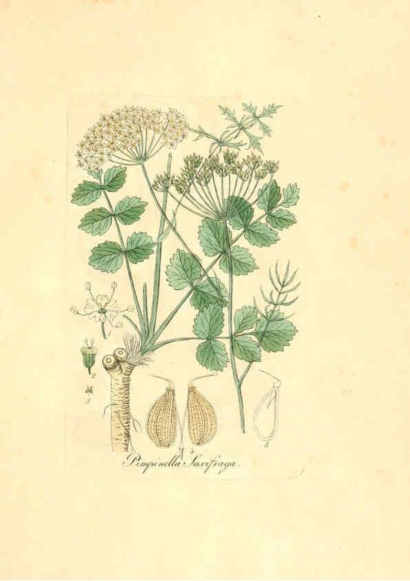 Reproducción/Reproduction 6032547130: Flora medica, oder, Abbildung der wichtigsten officinellen Pflanzen Jena,August Schmid,1831 [i.e. 1829-1831] 