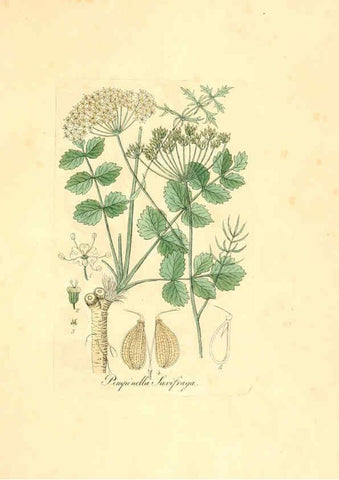 Reproducción/Reproduction 6032547130: Flora medica, oder, Abbildung der wichtigsten officinellen Pflanzen Jena,August Schmid,1831 [i.e. 1829-1831] 