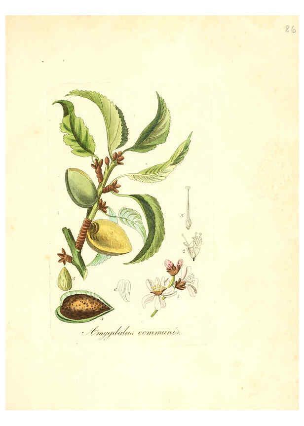 Reproducción/Reproduction 6032547426: Flora medica, oder, Abbildung der wichtigsten officinellen Pflanzen Jena,August Schmid,1831 [i.e. 1829-1831] 