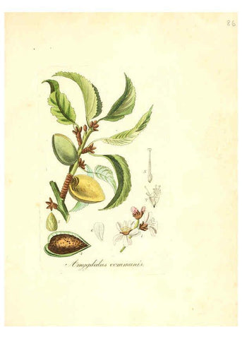 Reproducción/Reproduction 6032547426: Flora medica, oder, Abbildung der wichtigsten officinellen Pflanzen Jena,August Schmid,1831 [i.e. 1829-1831] 