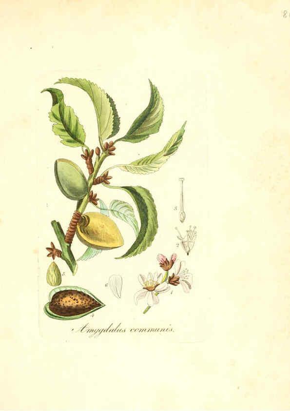 Reproducción/Reproduction 6032547426: Flora medica, oder, Abbildung der wichtigsten officinellen Pflanzen Jena,August Schmid,1831 [i.e. 1829-1831] 