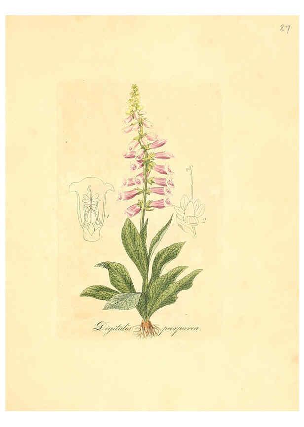 Reproducción/Reproduction 6032547632: Flora medica, oder, Abbildung der wichtigsten officinellen Pflanzen Jena,August Schmid,1831 [i.e. 1829-1831] 
