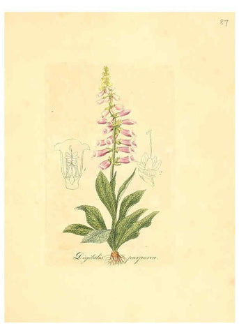 Reproducción/Reproduction 6032547632: Flora medica, oder, Abbildung der wichtigsten officinellen Pflanzen Jena,August Schmid,1831 [i.e. 1829-1831] 