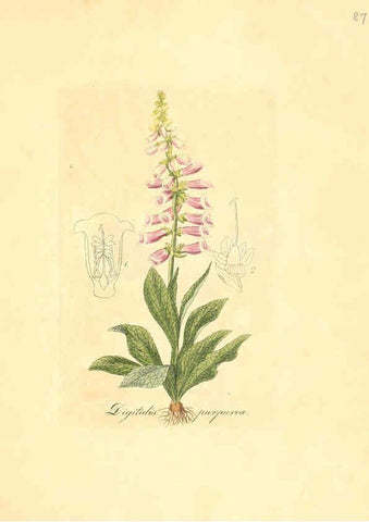 Reproducción/Reproduction 6032547632: Flora medica, oder, Abbildung der wichtigsten officinellen Pflanzen Jena,August Schmid,1831 [i.e. 1829-1831] 
