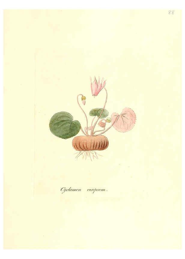 Reproducción/Reproduction 6032547912: Flora medica, oder, Abbildung der wichtigsten officinellen Pflanzen Jena,August Schmid,1831 [i.e. 1829-1831] 