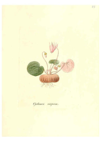 Reproducción/Reproduction 6032547912: Flora medica, oder, Abbildung der wichtigsten officinellen Pflanzen Jena,August Schmid,1831 [i.e. 1829-1831] 