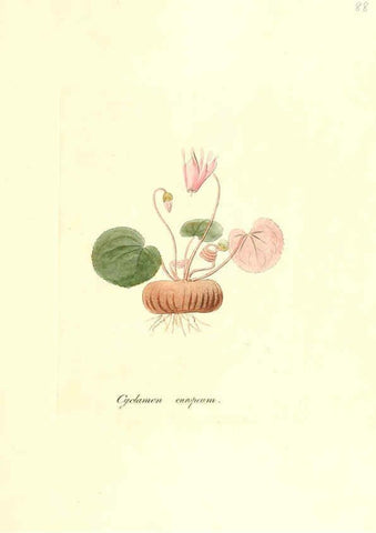 Reproducción/Reproduction 6032547912: Flora medica, oder, Abbildung der wichtigsten officinellen Pflanzen Jena,August Schmid,1831 [i.e. 1829-1831] 