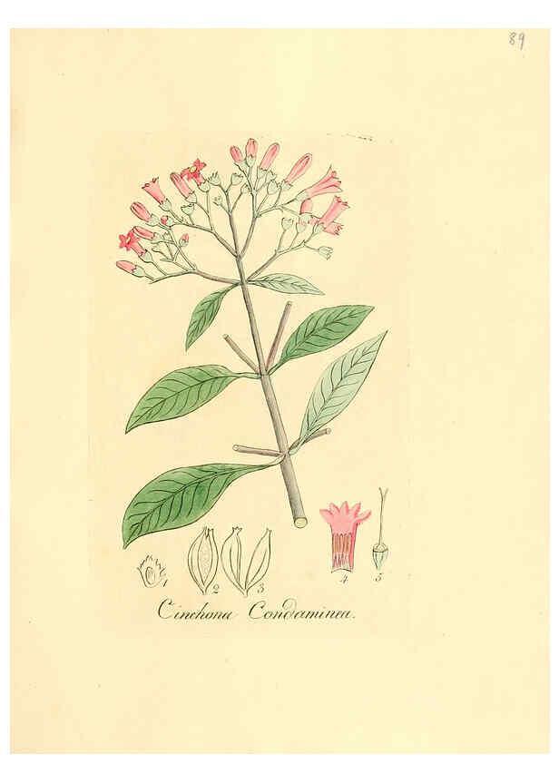 Reproducción/Reproduction 6032548148: Flora medica, oder, Abbildung der wichtigsten officinellen Pflanzen Jena,August Schmid,1831 [i.e. 1829-1831] 
