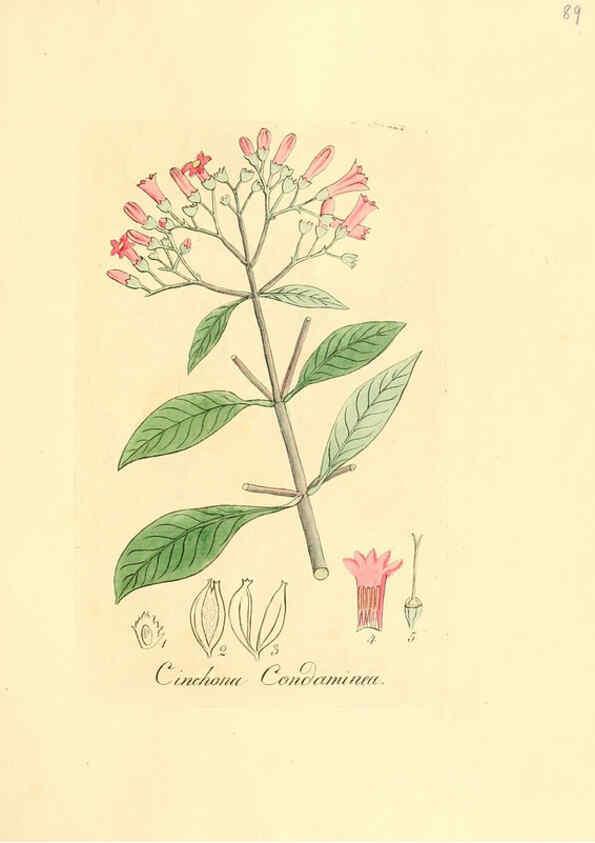 Reproducción/Reproduction 6032548148: Flora medica, oder, Abbildung der wichtigsten officinellen Pflanzen Jena,August Schmid,1831 [i.e. 1829-1831] 