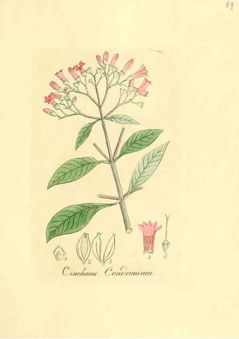 Reproducción/Reproduction 6032548148: Flora medica, oder, Abbildung der wichtigsten officinellen Pflanzen Jena,August Schmid,1831 [i.e. 1829-1831] 
