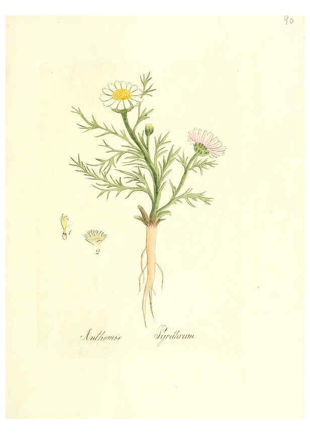 Reproducción/Reproduction 6031988957: Flora medica, oder, Abbildung der wichtigsten officinellen Pflanzen Jena,August Schmid,1831 [i.e. 1829-1831] 