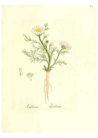 Reproducción/Reproduction 6031988957: Flora medica, oder, Abbildung der wichtigsten officinellen Pflanzen Jena,August Schmid,1831 [i.e. 1829-1831] 