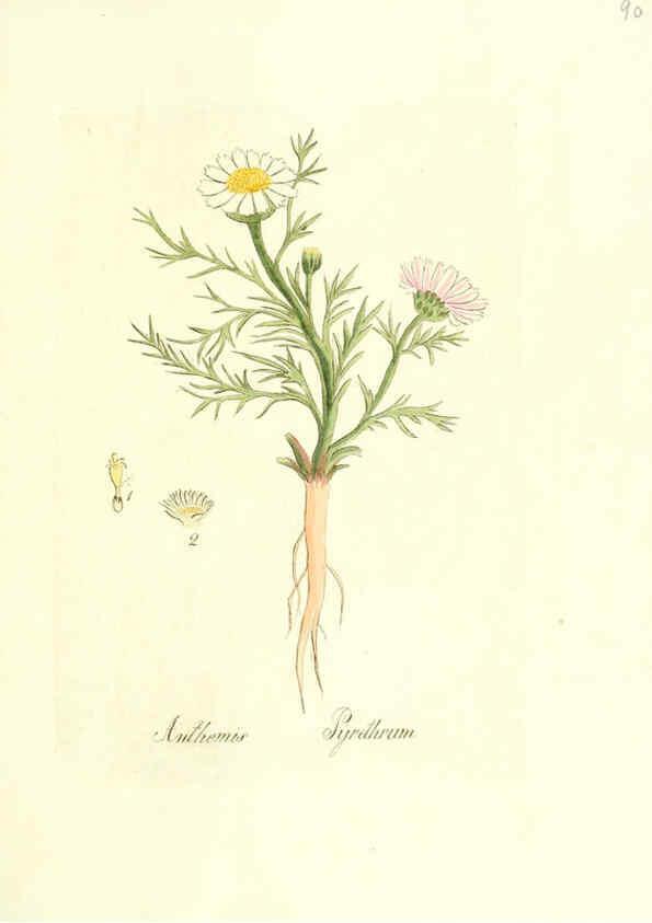 Reproducción/Reproduction 6031988957: Flora medica, oder, Abbildung der wichtigsten officinellen Pflanzen Jena,August Schmid,1831 [i.e. 1829-1831] 