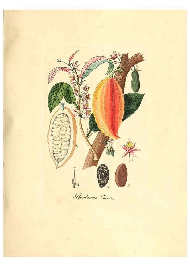 Reproducción/Reproduction 6031989159: Flora medica, oder, Abbildung der wichtigsten officinellen Pflanzen Jena,August Schmid,1831 [i.e. 1829-1831] 