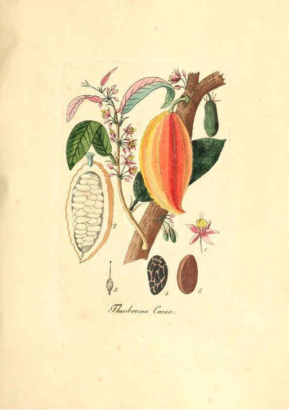 Reproducción/Reproduction 6031989159: Flora medica, oder, Abbildung der wichtigsten officinellen Pflanzen Jena,August Schmid,1831 [i.e. 1829-1831] 