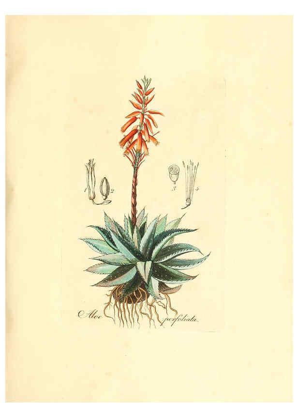 Reproducción/Reproduction 6032548766: Flora medica, oder, Abbildung der wichtigsten officinellen Pflanzen Jena,August Schmid,1831 [i.e. 1829-1831] 