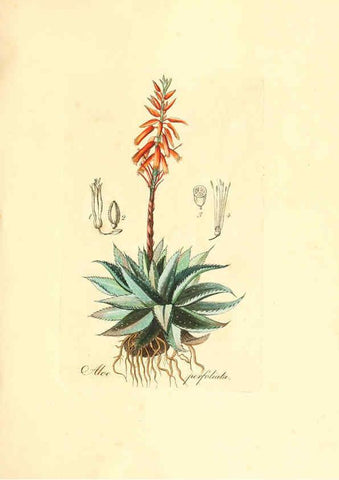 Reproducción/Reproduction 6032548766: Flora medica, oder, Abbildung der wichtigsten officinellen Pflanzen Jena,August Schmid,1831 [i.e. 1829-1831] 