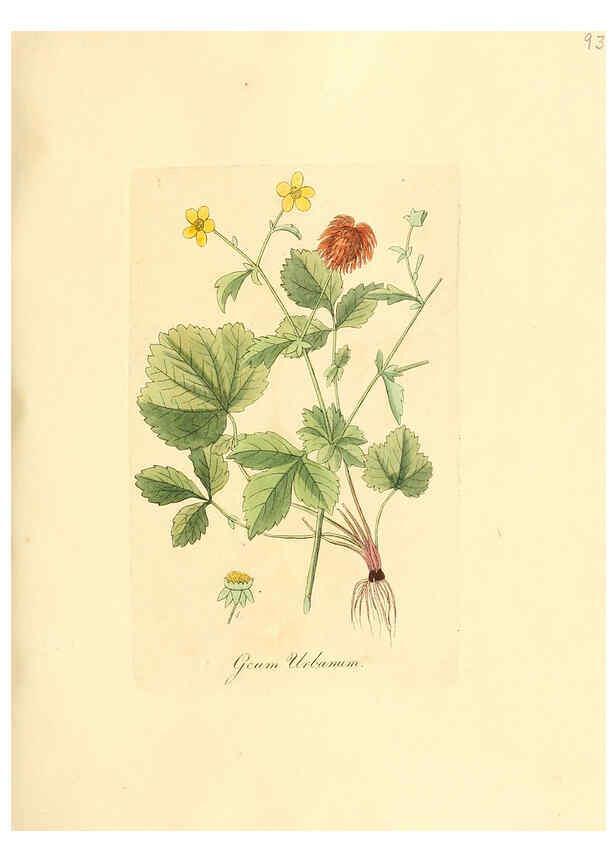 Reproducción/Reproduction 6032549054: Flora medica, oder, Abbildung der wichtigsten officinellen Pflanzen Jena,August Schmid,1831 [i.e. 1829-1831] 