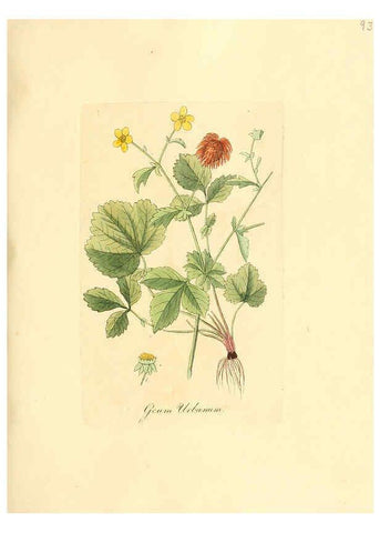 Reproducción/Reproduction 6032549054: Flora medica, oder, Abbildung der wichtigsten officinellen Pflanzen Jena,August Schmid,1831 [i.e. 1829-1831] 