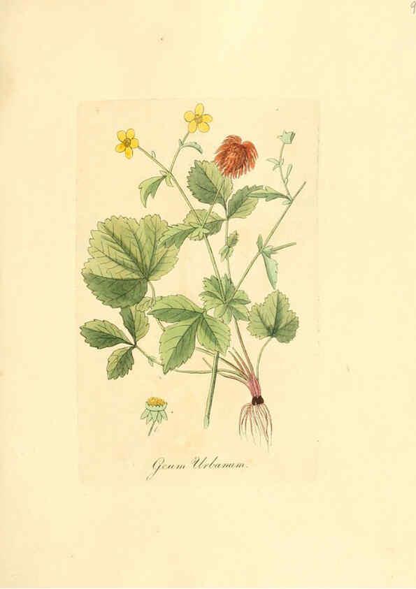 Reproducción/Reproduction 6032549054: Flora medica, oder, Abbildung der wichtigsten officinellen Pflanzen Jena,August Schmid,1831 [i.e. 1829-1831] 