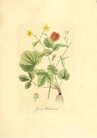 Reproducción/Reproduction 6032549054: Flora medica, oder, Abbildung der wichtigsten officinellen Pflanzen Jena,August Schmid,1831 [i.e. 1829-1831] 