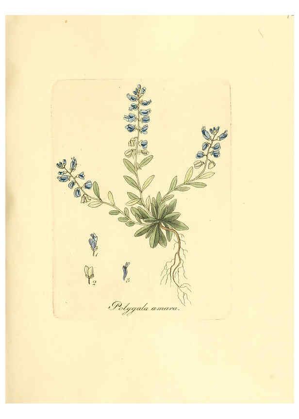 Reproducción/Reproduction 6031989903: Flora medica, oder, Abbildung der wichtigsten officinellen Pflanzen Jena,August Schmid,1831 [i.e. 1829-1831] 