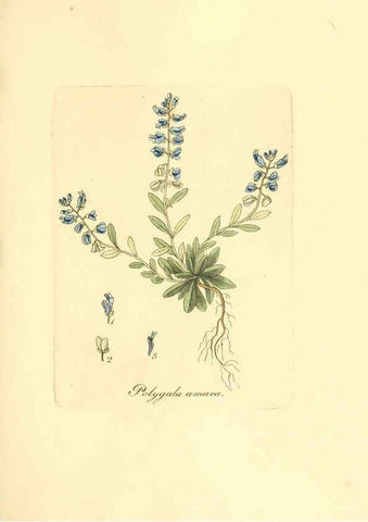 Reproducción/Reproduction 6031989903: Flora medica, oder, Abbildung der wichtigsten officinellen Pflanzen Jena,August Schmid,1831 [i.e. 1829-1831] 