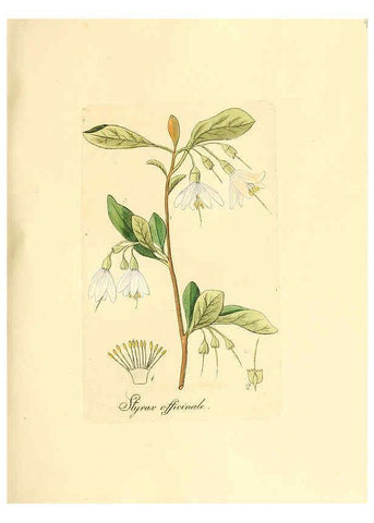 Reproducción/Reproduction 6032549516: Flora medica, oder, Abbildung der wichtigsten officinellen Pflanzen Jena,August Schmid,1831 [i.e. 1829-1831] 