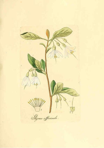 Reproducción/Reproduction 6032549516: Flora medica, oder, Abbildung der wichtigsten officinellen Pflanzen Jena,August Schmid,1831 [i.e. 1829-1831] 