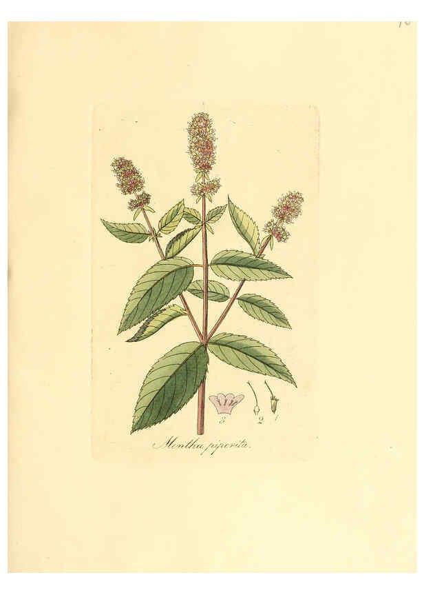 Reproducción/Reproduction 6032549730: Flora medica, oder, Abbildung der wichtigsten officinellen Pflanzen Jena,August Schmid,1831 [i.e. 1829-1831] 