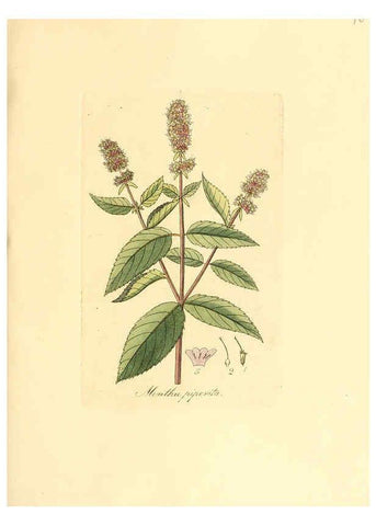 Reproducción/Reproduction 6032549730: Flora medica, oder, Abbildung der wichtigsten officinellen Pflanzen Jena,August Schmid,1831 [i.e. 1829-1831] 