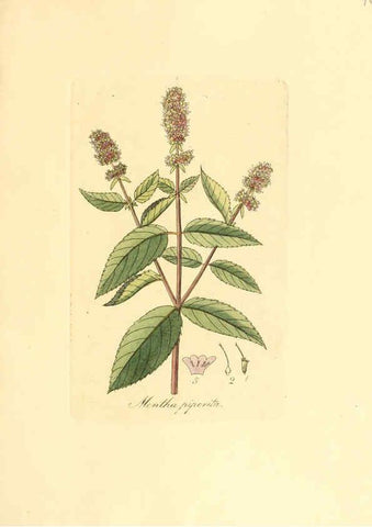 Reproducción/Reproduction 6032549730: Flora medica, oder, Abbildung der wichtigsten officinellen Pflanzen Jena,August Schmid,1831 [i.e. 1829-1831] 
