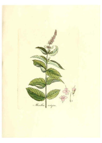 Reproducción/Reproduction 6032550046: Flora medica, oder, Abbildung der wichtigsten officinellen Pflanzen Jena,August Schmid,1831 [i.e. 1829-1831] 