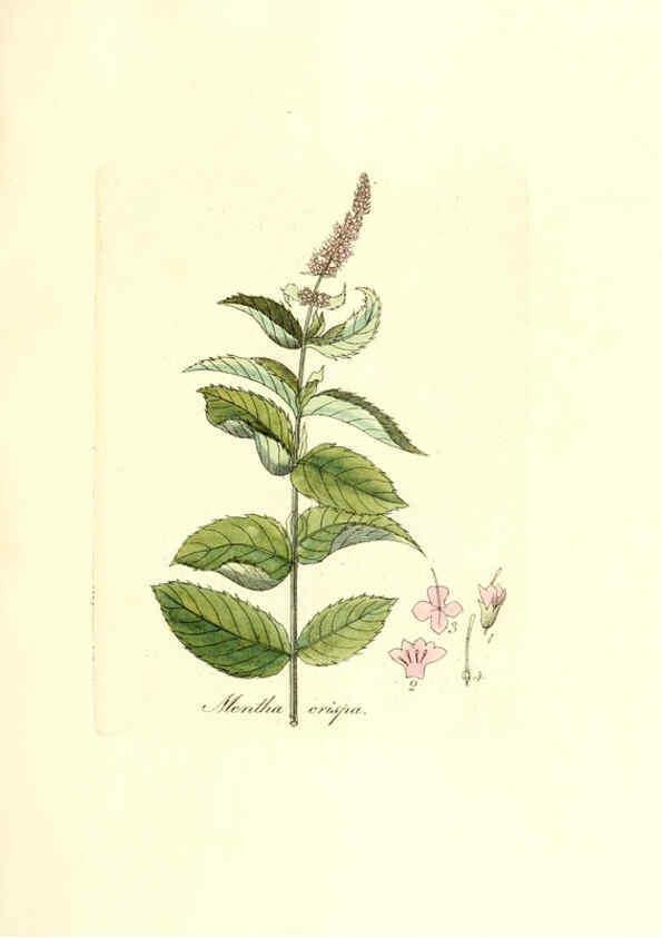 Reproducción/Reproduction 6032550046: Flora medica, oder, Abbildung der wichtigsten officinellen Pflanzen Jena,August Schmid,1831 [i.e. 1829-1831] 