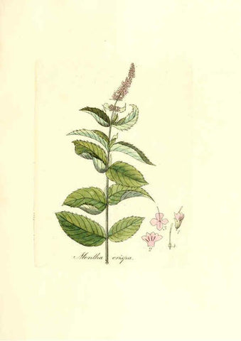 Reproducción/Reproduction 6032550046: Flora medica, oder, Abbildung der wichtigsten officinellen Pflanzen Jena,August Schmid,1831 [i.e. 1829-1831] 