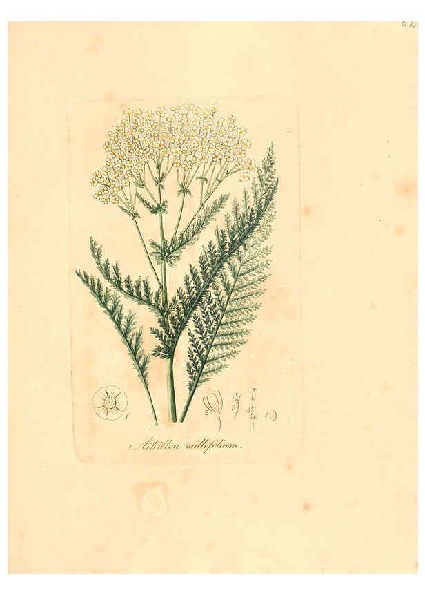 Reproducción/Reproduction 6031987153: Flora medica, oder, Abbildung der wichtigsten officinellen Pflanzen Jena,August Schmid,1831 [i.e. 1829-1831] 