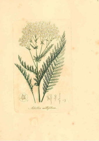 Reproducción/Reproduction 6031987153: Flora medica, oder, Abbildung der wichtigsten officinellen Pflanzen Jena,August Schmid,1831 [i.e. 1829-1831] 