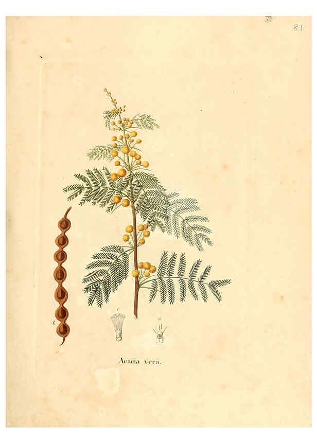Reproducción/Reproduction 6032546248: Flora medica, oder, Abbildung der wichtigsten officinellen Pflanzen Jena,August Schmid,1831 [i.e. 1829-1831] 