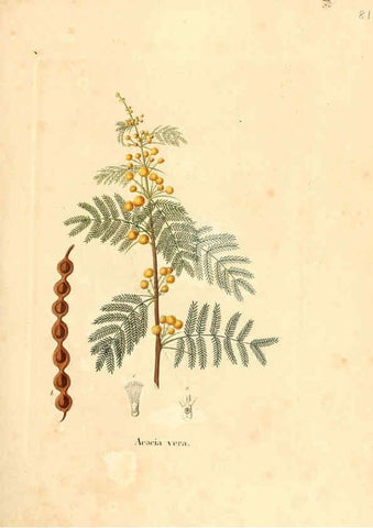 Reproducción/Reproduction 6032546248: Flora medica, oder, Abbildung der wichtigsten officinellen Pflanzen Jena,August Schmid,1831 [i.e. 1829-1831] 