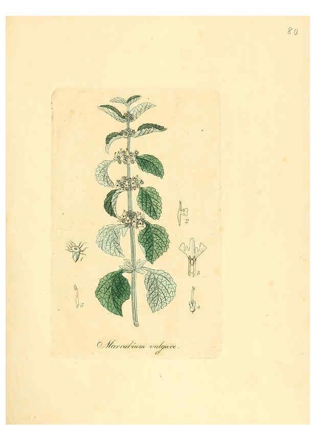 Reproducción/Reproduction 6031986753: Flora medica, oder, Abbildung der wichtigsten officinellen Pflanzen Jena,August Schmid,1831 [i.e. 1829-1831] 