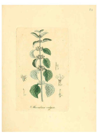 Reproducción/Reproduction 6031986753: Flora medica, oder, Abbildung der wichtigsten officinellen Pflanzen Jena,August Schmid,1831 [i.e. 1829-1831] 