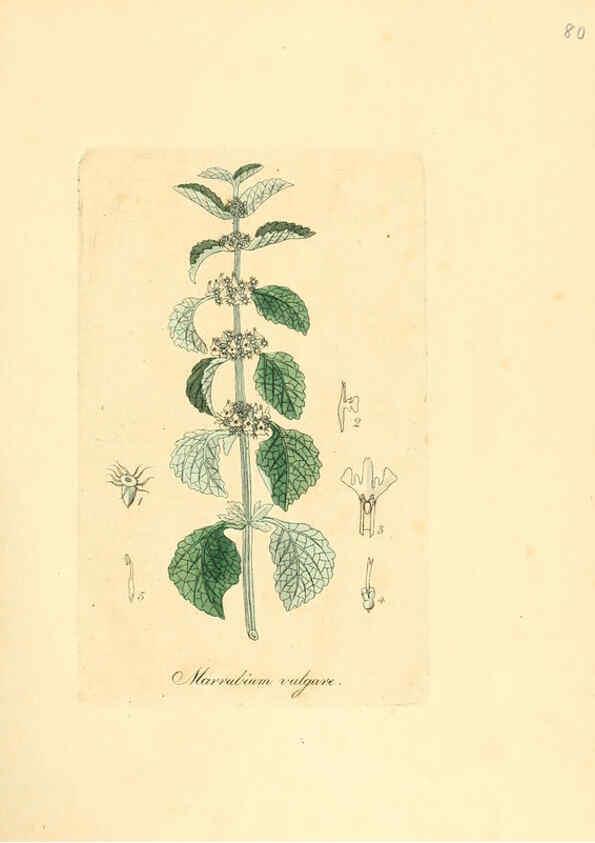 Reproducción/Reproduction 6031986753: Flora medica, oder, Abbildung der wichtigsten officinellen Pflanzen Jena,August Schmid,1831 [i.e. 1829-1831] 