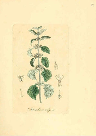 Reproducción/Reproduction 6031986753: Flora medica, oder, Abbildung der wichtigsten officinellen Pflanzen Jena,August Schmid,1831 [i.e. 1829-1831] 