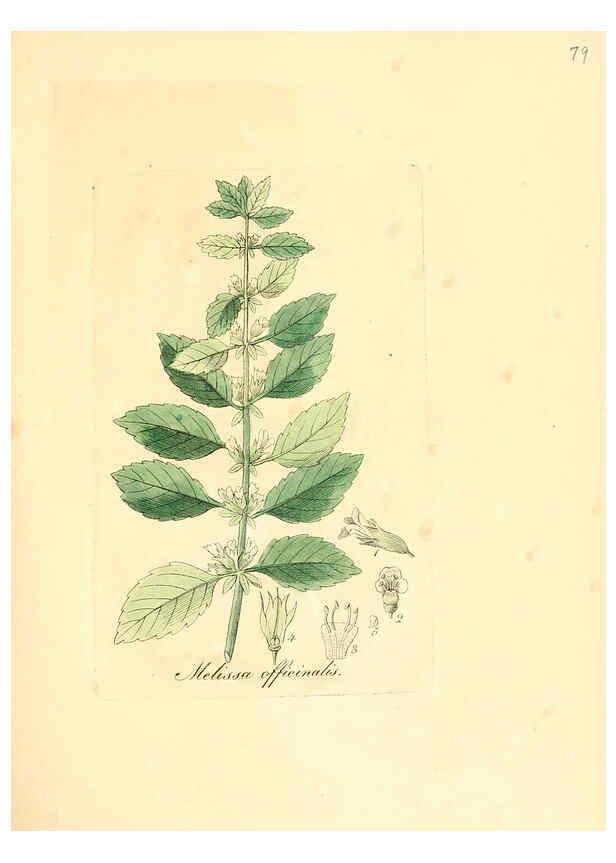 Reproducción/Reproduction 6032545758: Flora medica, oder, Abbildung der wichtigsten officinellen Pflanzen Jena,August Schmid,1831 [i.e. 1829-1831] 