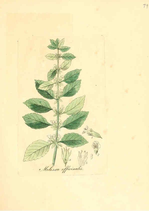 Reproducción/Reproduction 6032545758: Flora medica, oder, Abbildung der wichtigsten officinellen Pflanzen Jena,August Schmid,1831 [i.e. 1829-1831] 
