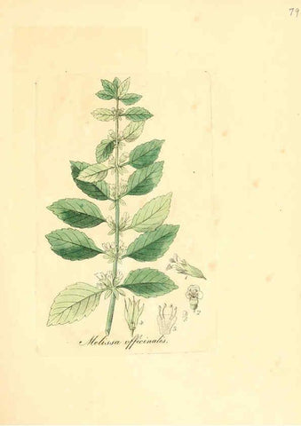 Reproducción/Reproduction 6032545758: Flora medica, oder, Abbildung der wichtigsten officinellen Pflanzen Jena,August Schmid,1831 [i.e. 1829-1831] 