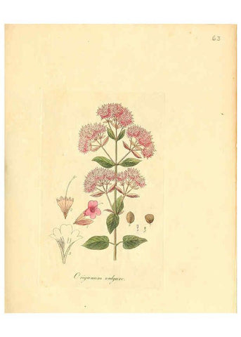 Reproducción/Reproduction 6031982545: Flora medica, oder, Abbildung der wichtigsten officinellen Pflanzen Jena,August Schmid,1831 [i.e. 1829-1831] 