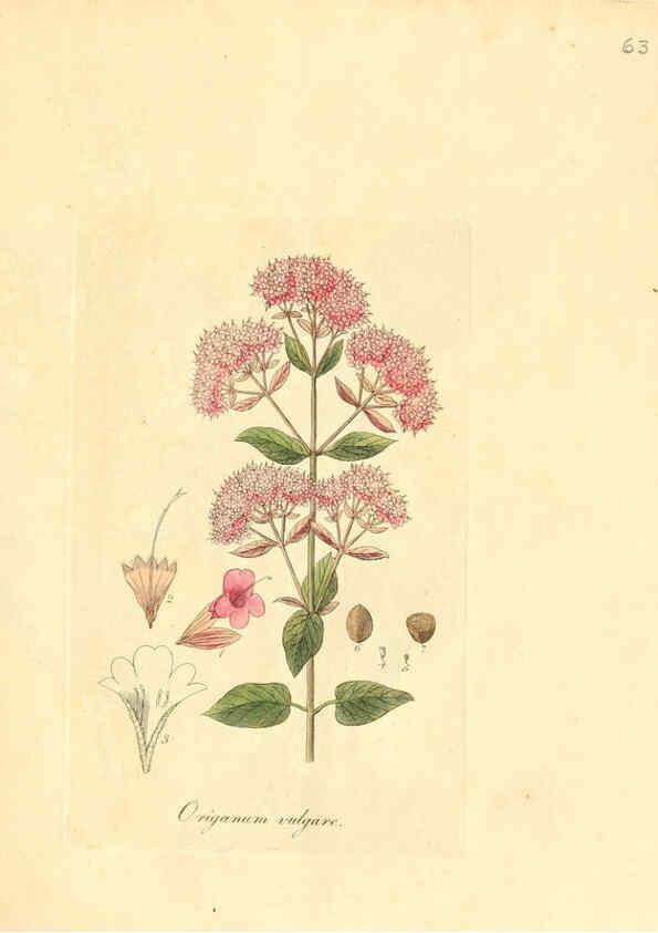 Reproducción/Reproduction 6031982545: Flora medica, oder, Abbildung der wichtigsten officinellen Pflanzen Jena,August Schmid,1831 [i.e. 1829-1831] 