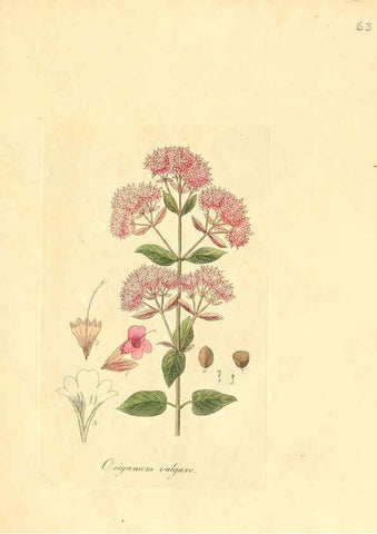 Reproducción/Reproduction 6031982545: Flora medica, oder, Abbildung der wichtigsten officinellen Pflanzen Jena,August Schmid,1831 [i.e. 1829-1831] 